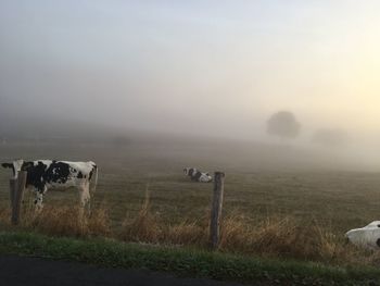 View of sheep on field against sky