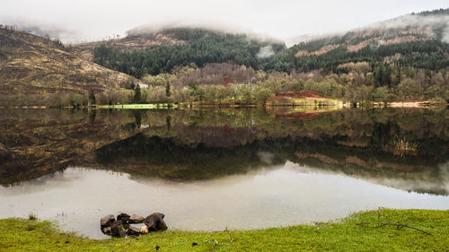 Scenic view of lake by trees against sky