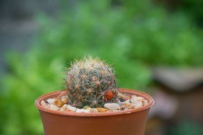 Close-up of potted plant