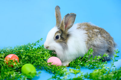 Close-up of an animal