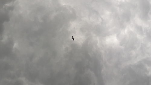 Low angle view of bird flying in sky