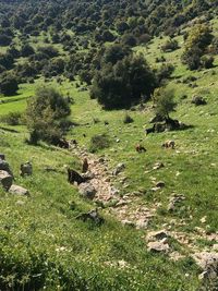 View of green landscape