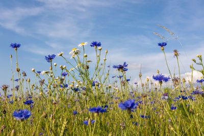 Close-up of purple flowering plants on field against blue sky