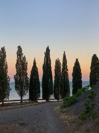 Panoramic view of trees against sky during sunset