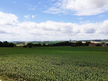Scenic view of agricultural field against sky