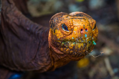 Close-up of the head of a giant tortoise looking at camera