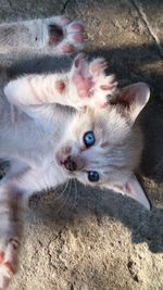 Close-up portrait of kitten