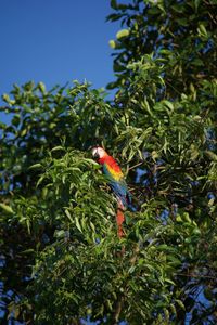 Low angle view of parrot perching on tree