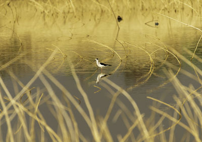 View of a bird in water