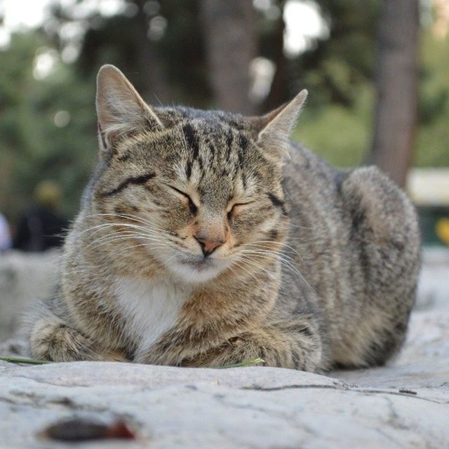 animal themes, mammal, domestic cat, one animal, cat, focus on foreground, feline, pets, domestic animals, whisker, relaxation, eyes closed, close-up, sleeping, resting, selective focus, lying down, outdoors, street, day