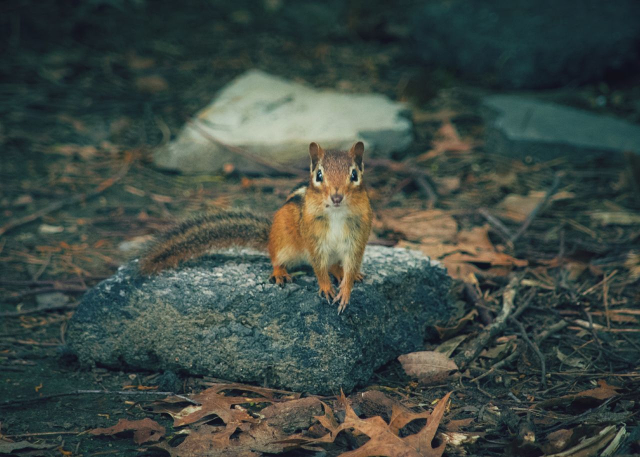 one animal, animal themes, mammal, animals in the wild, outdoors, squirrel, animal wildlife, no people, nature, day, looking at camera, sitting, portrait