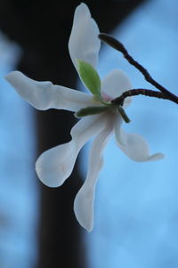 Close-up of white cherry blossom