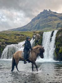 Horses standing on field