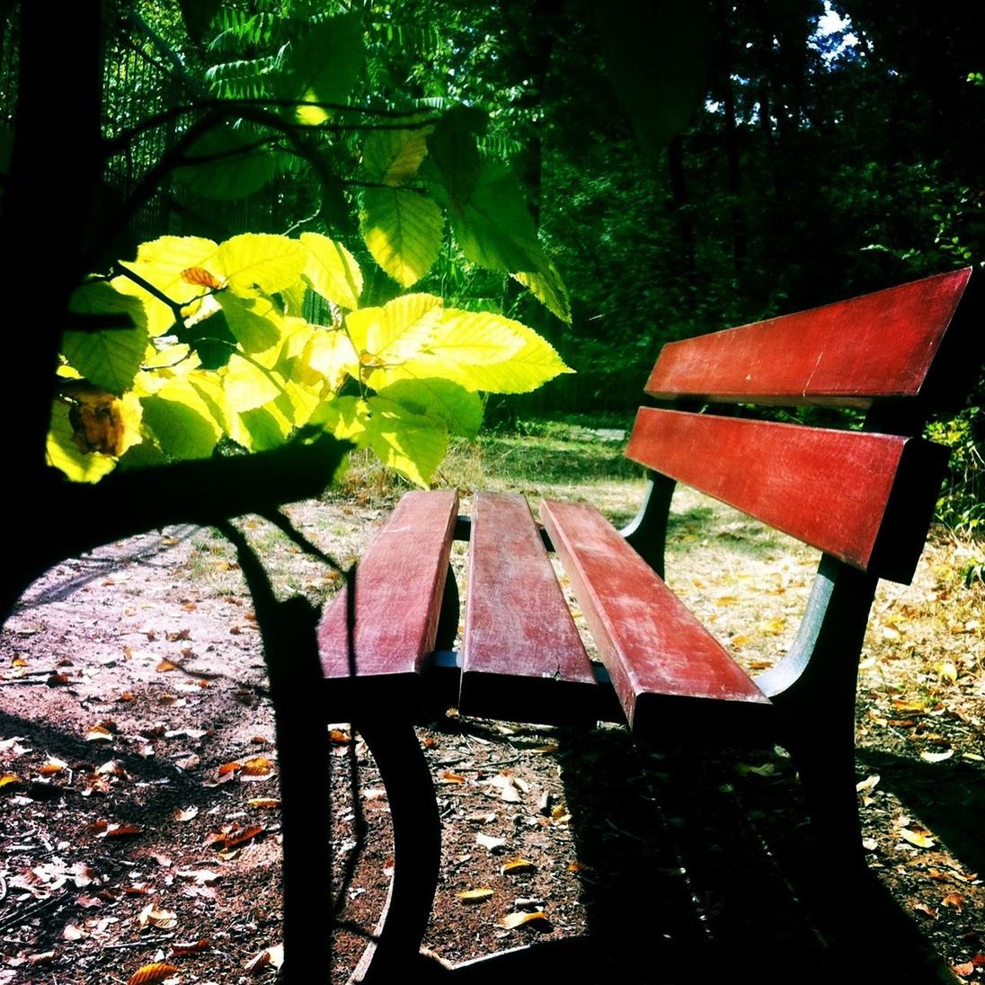 tree, bench, leaf, growth, sunlight, nature, tranquility, wood - material, tree trunk, park - man made space, shadow, park bench, autumn, branch, outdoors, beauty in nature, day, absence, park, empty