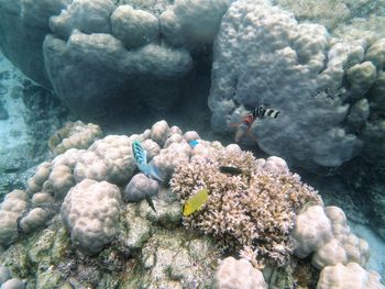High angle view of fish swimming in sea