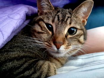 Close-up portrait of cat relaxing on bed