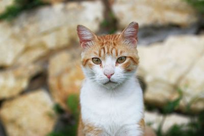 Close-up portrait of tabby cat