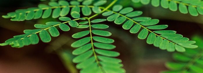 Close-up of leaves against blurred background