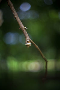 Close-up of plant on branch