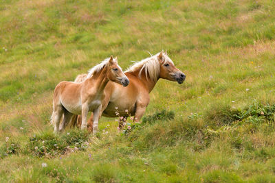 Horses standing on grassy field