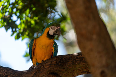 Low angle view of bird perching on tree