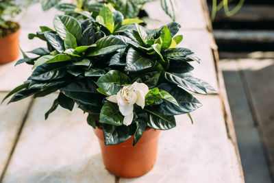 Gardening, planting and flora concept - close up of plant white gardenia in pots at greenhouse