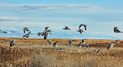 Seagulls flying over landscape against sky