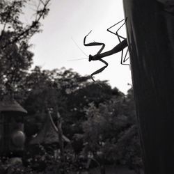 Close-up of horse against sky