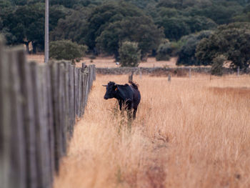 Horse in a forest