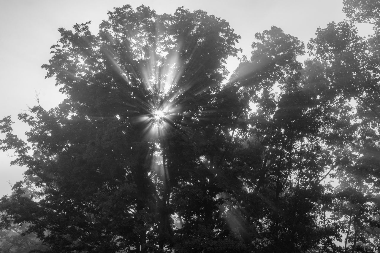 tree, plant, black and white, sunlight, nature, sky, monochrome photography, monochrome, growth, low angle view, branch, light, leaf, darkness, no people, beauty in nature, forest, sunbeam, tranquility, outdoors, back lit, land, cloud, silhouette, environment, day, sun, flower, scenics - nature