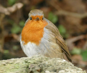 Close-up of bird perching outdoors