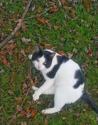 High angle view of cat on grass