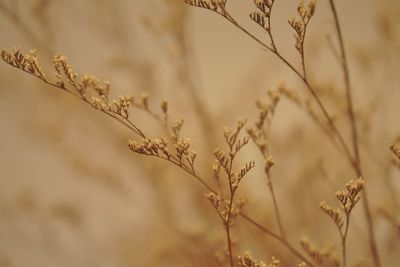 Close-up of stalks in field