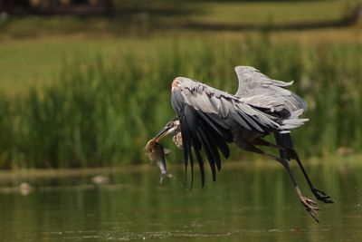 Bird flying over lake