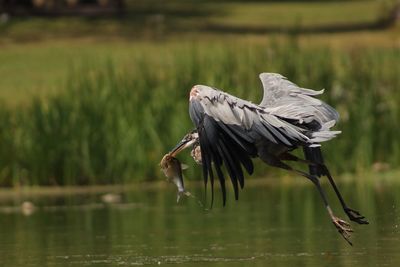 Blue heron flying over lake with fish in mouth