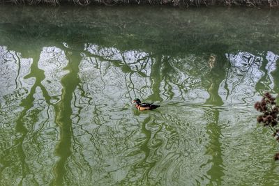 High angle view of ducks swimming on lake