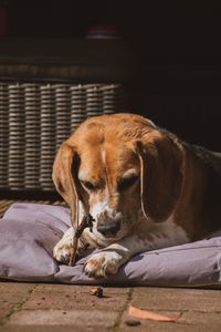 Close-up of puppy sleeping