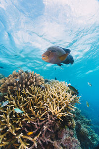 High angle view of fish swimming in sea