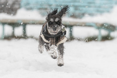 Dog running on snow covered landscape