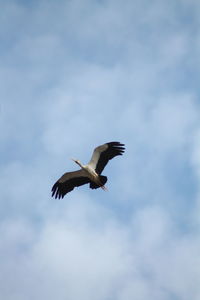 Low angle view of grey heron flying against sky