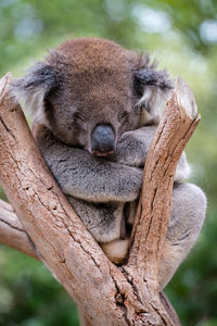 Close-up of cat sleeping on tree