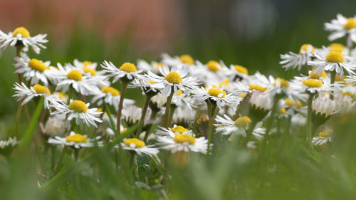 Close-up of white daisy flowers on field