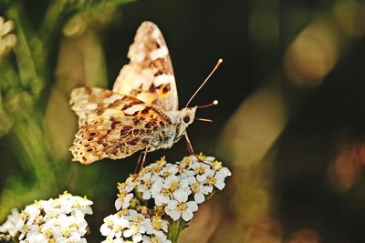 Close-up of butterfly pollinating on flower