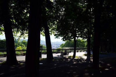 Trees in park