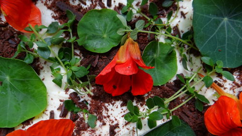 Close-up high angle view of flowers and leaves