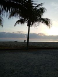 Palm trees on beach