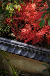 Red flowers growing on tree