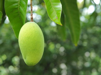 Close-up of fruit growing on tree