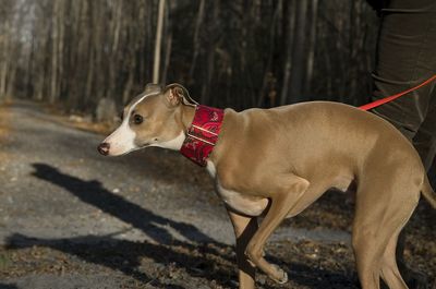 Dog looking away