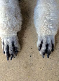 Close-up of white dog